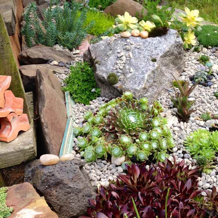 Växter för stenhagens saftiga huselekarter