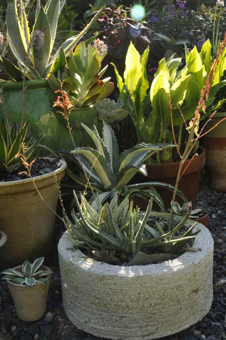 växter-grus-sängar-torka-älskande-växt-krukor-sten-soliga