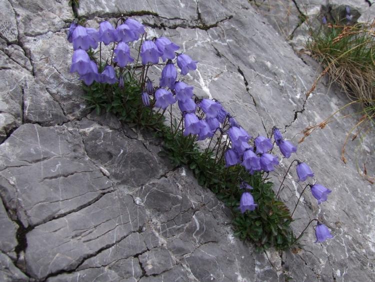 växter-grus-sängar-alpinum-typer av växter-blåklockor-blå-sten-stenblock