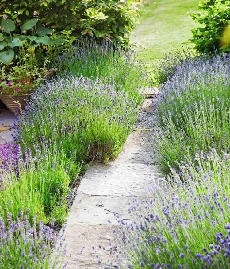 växter-grus-lavendel-buske-trottoar