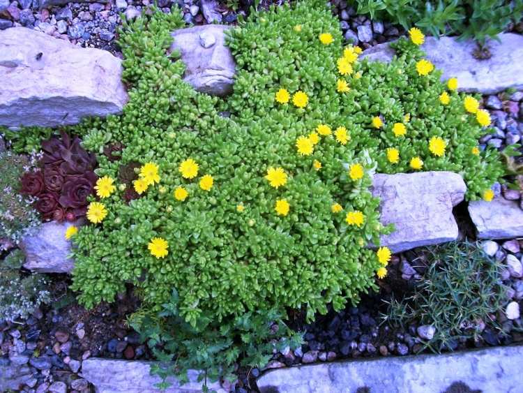 växter-grus-sängar-gul-Delosperma-nubigena