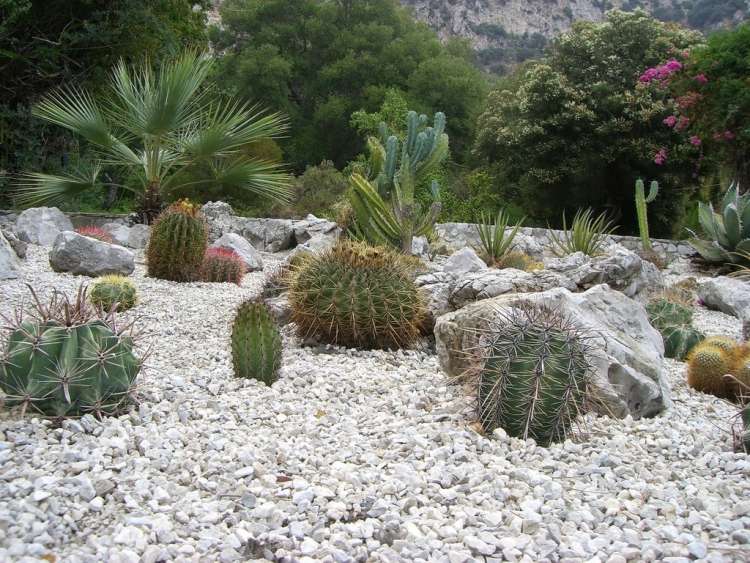 växter-grus-sängar-torka-älskande-kaktusar-grus-vita-stenar-agave