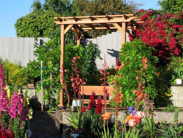 växter-mot-myggor-huskurer-trä-pergola-växter-blommor