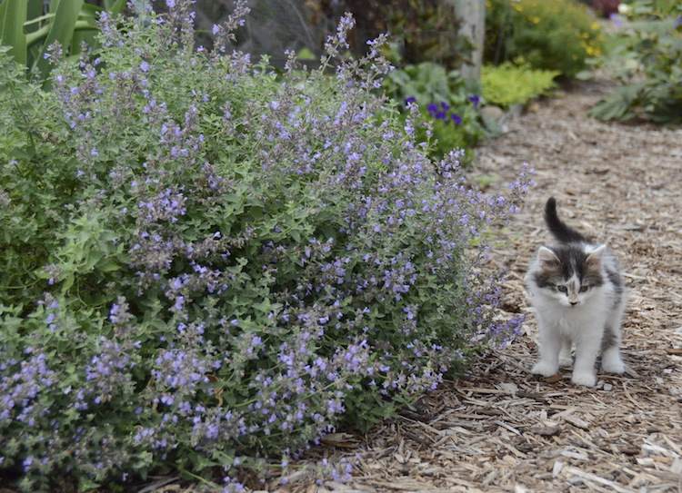 växter-mot-mygg-huskurer-kattmynta-katt-medelhavet