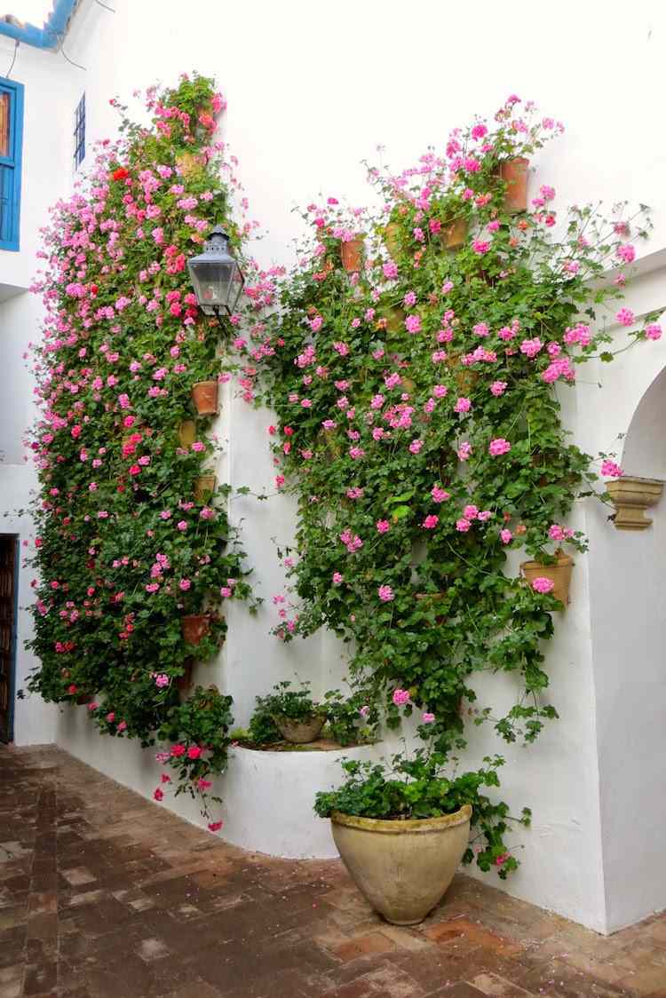 växter-mot-mygg-huskurer-pelargoner-medelhavs-fantastiska-frodiga
