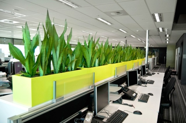 Planter på arbetsplatsen Integritetsskydd-mycket grönt kontor