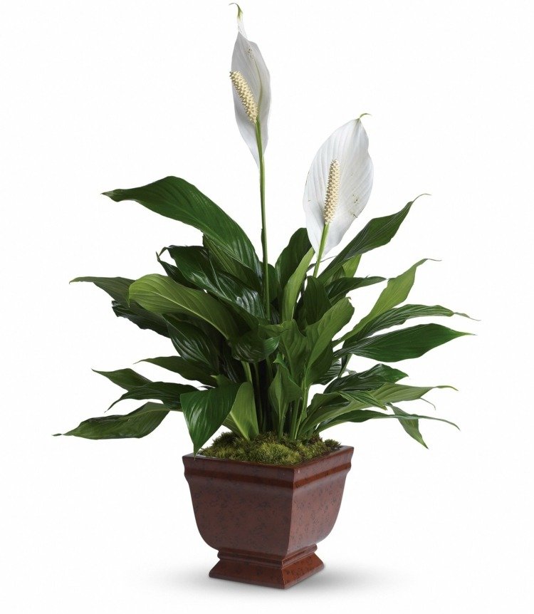 växter på kontoret enkelblad-elegant-blomma-vit-mörk-vatten-älskande