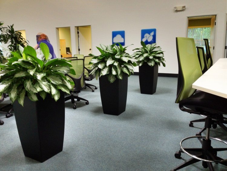 växter på kontoret planterings-svart-stora-skrivbord-anställda