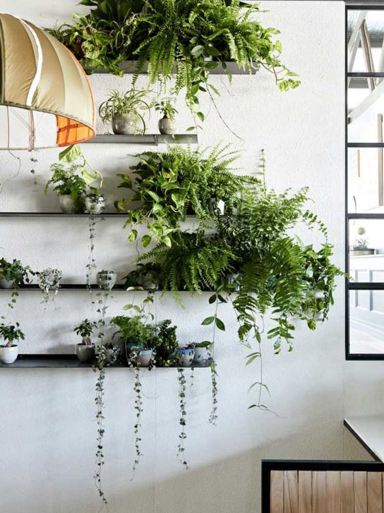 växter-kontors-hyllor-vägg-graeser-ormbunkar-frodiga fönster