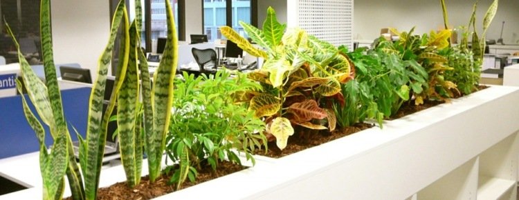 växter på kontoret mörka-rum-konstgjorda-ljus-båge hampa-blomma lådor