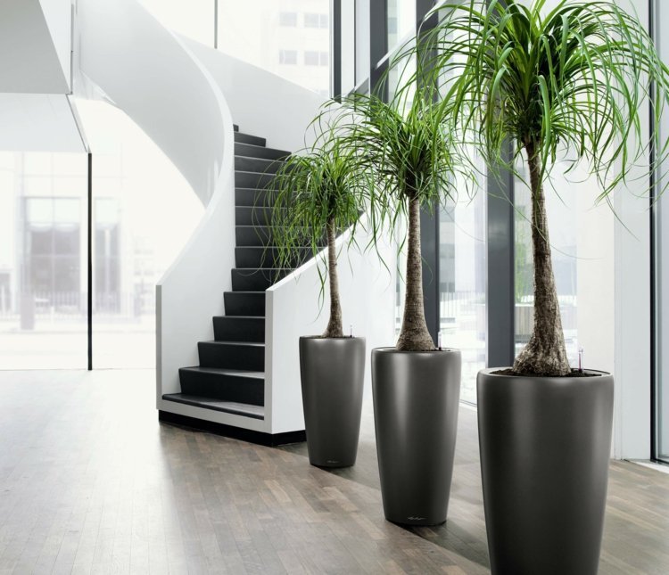 växter-kontor-palmer-växt-krukor-korridor-moderna-trappor-laminat-grå
