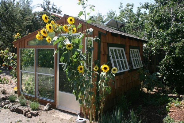 plantering i växthuset tips för odling av solrosor