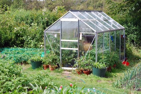 växter växthus tips för att odla klassisk design