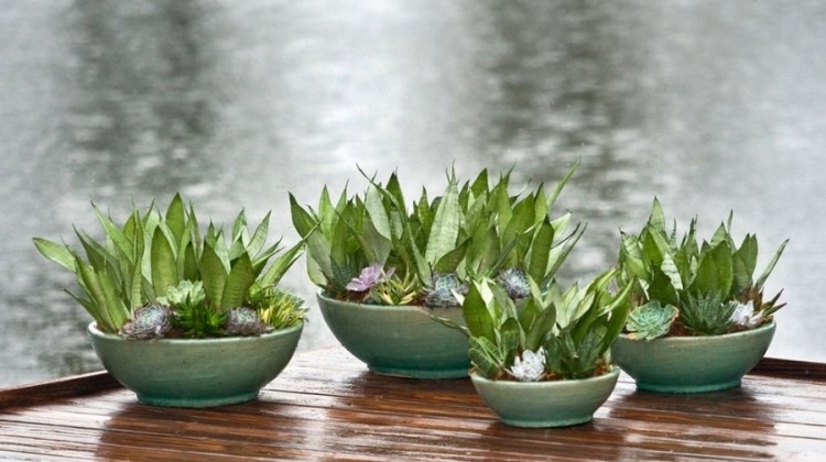Växter i krukor och badkar -terrass-båge hampa-saftiga-skålar