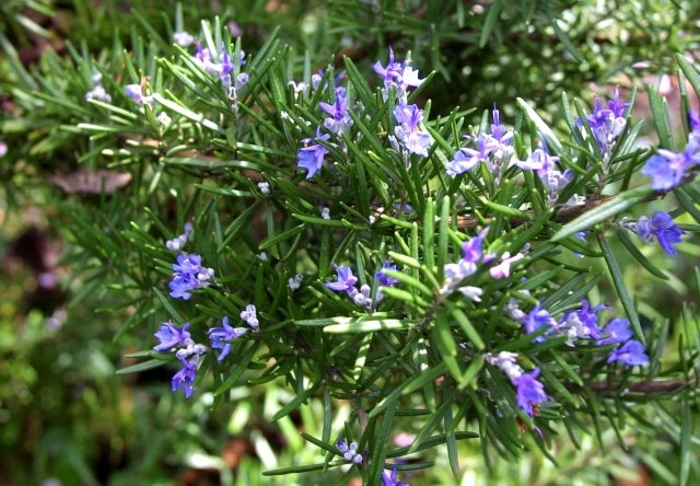 växtodling rosmarinblå blommor kryddor trädgård