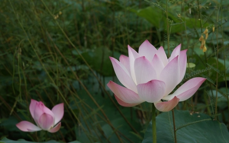 växter-av-feng-shui-hus-lotus-blomma-rosa-naturligtvis
