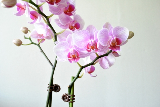 lila orkidé blommor språk symbol växter enligt feng shui energi hus