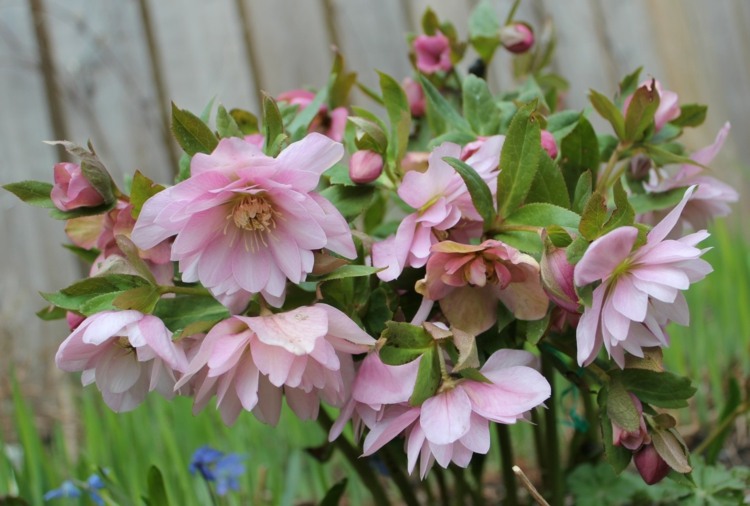 vårdväxter christ rose rosa skyddstips