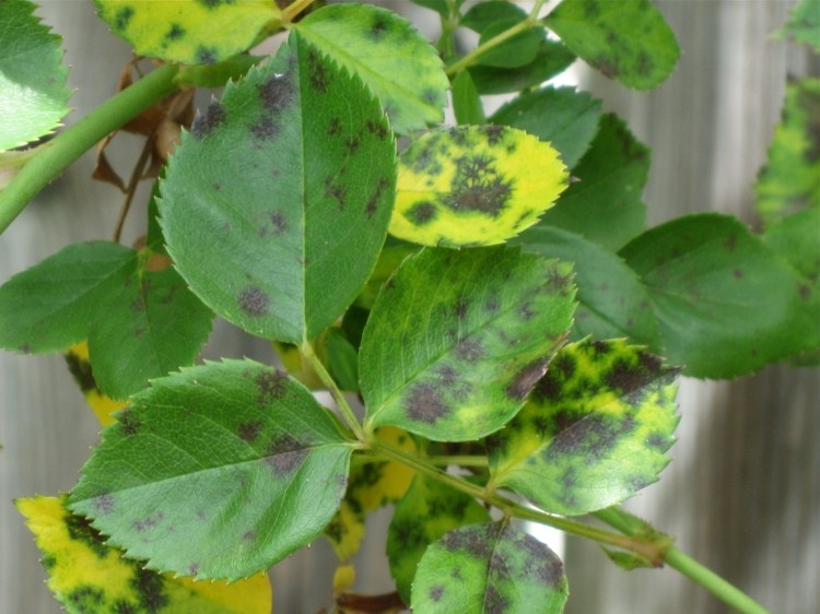vård växter svart fläck sjukdom rosor blad svamp