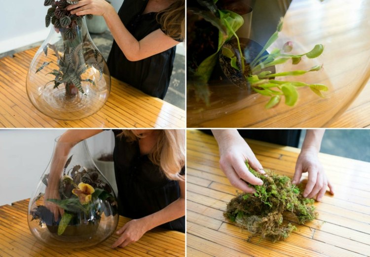 växter terrarium halloween gör dig själv moss venus flytrap