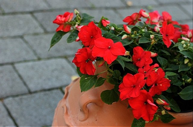 skugga blommor växter årlig röd färg