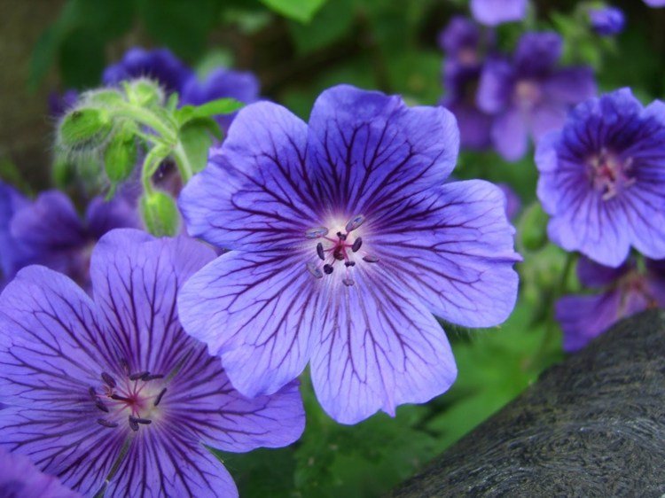 växter-barrträd-pelargon-violett-krävande-blomma-vård-lätt