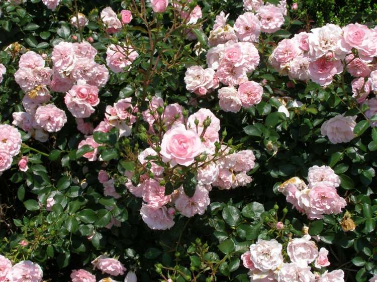 växter-barrträd-bonica-floribunda-ros-blomma-attraktiv