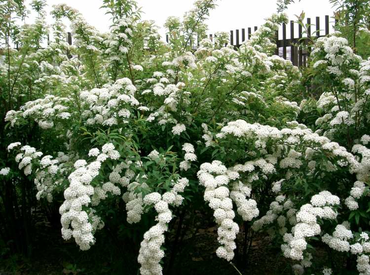 växter-barrträd-sparvar-vita-blommor-sfärisk-form-snö-integritetsskydd
