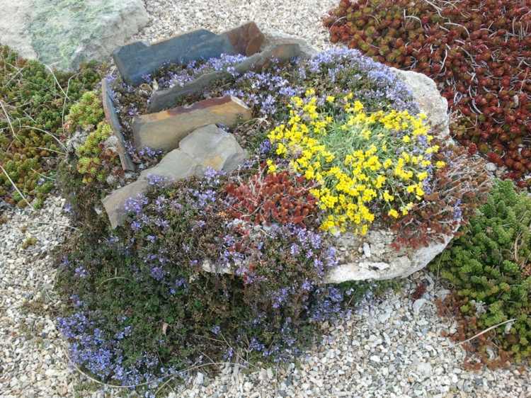 växter-barrträd-färgglada-mark täck-alpin-sten-trädgård-idé