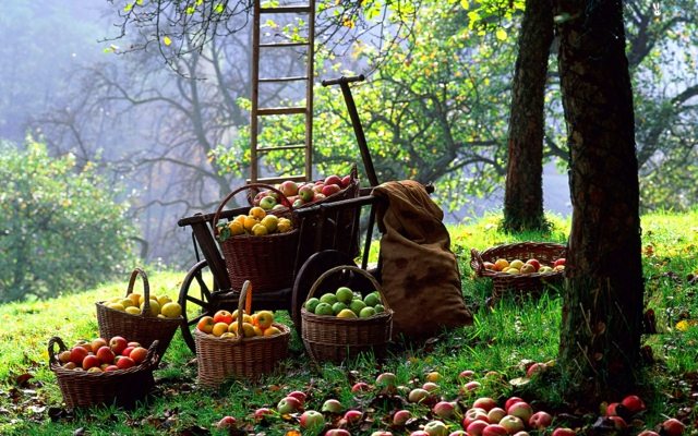 Förbered-äpplen-skörd-träd-för-växtskydd-i-januari