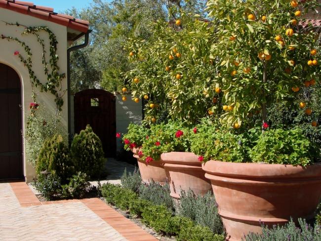 Medelhavsträdgårdselement-terrakottaplantor-växande citronträd