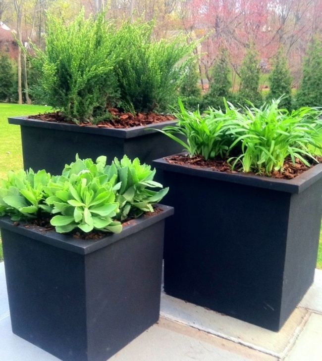 Trädgårdsväxter art-badkar modern-minimalistisk vintergröna