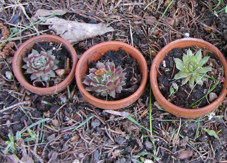 planters-utanför-huseleek-växter-mini-blomkrukor-lera-jord