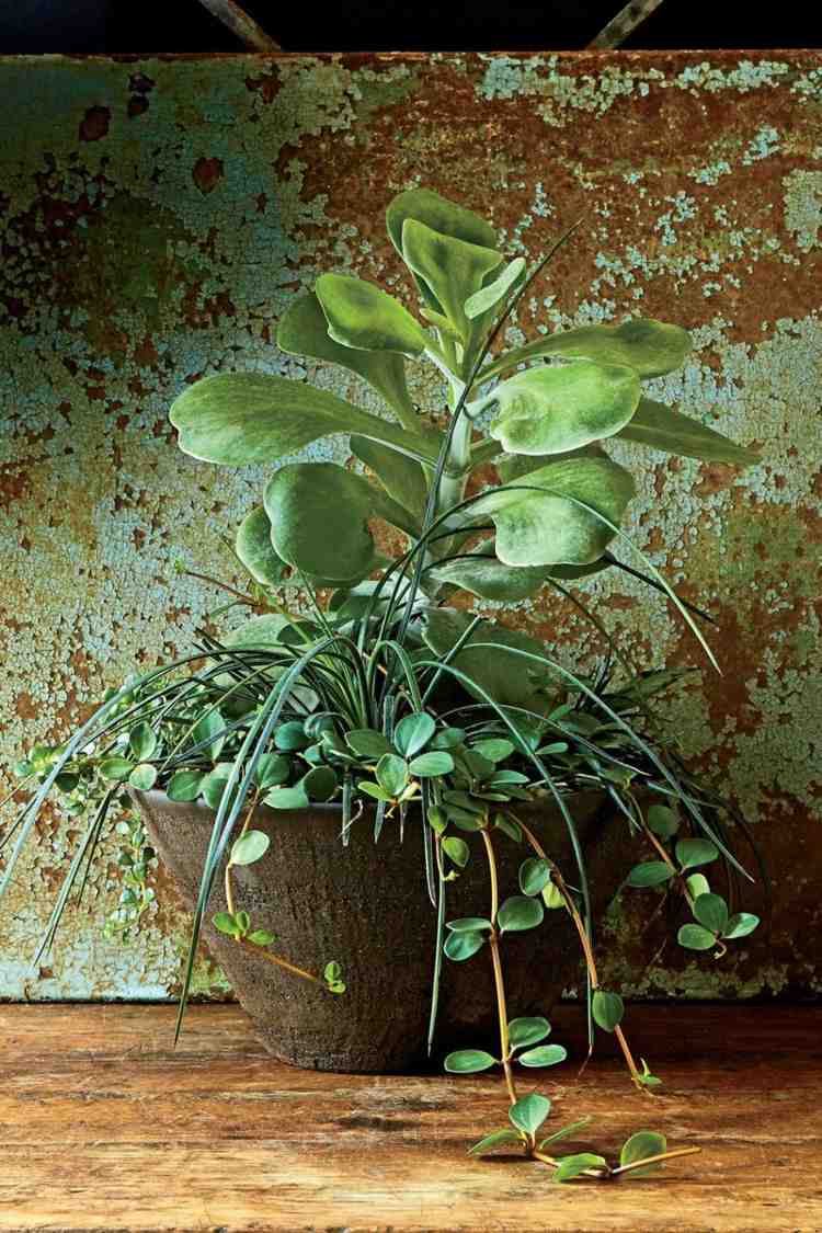 Planter inuti saftiga agave peperomia kalanchoe