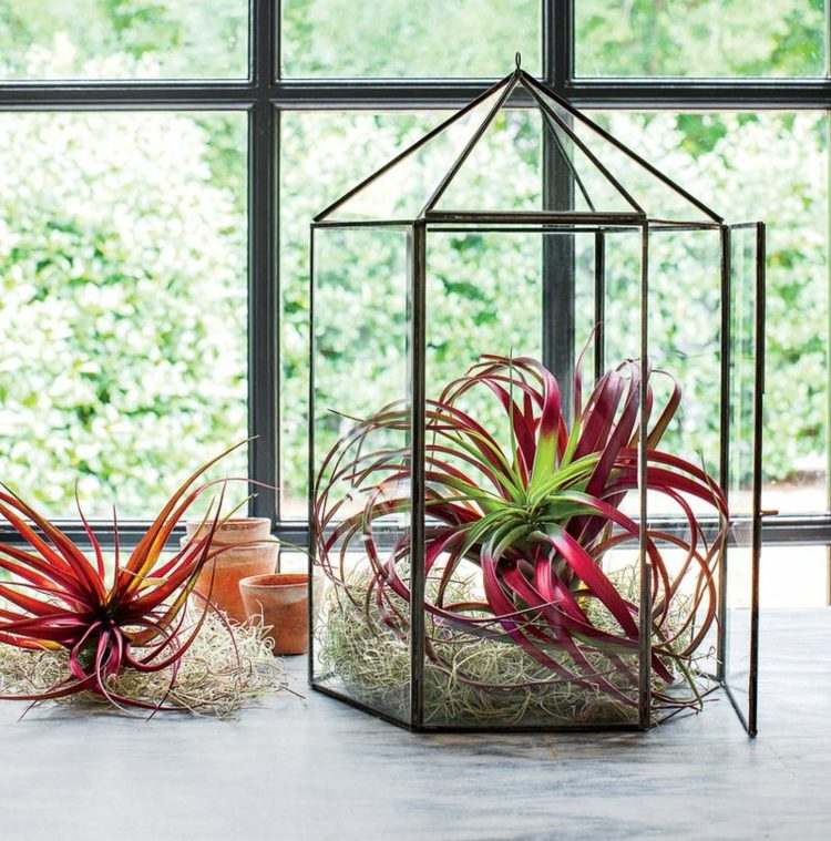 inomhus planters luft växter tillandsia röd louisianamoos lykta glas terrarium