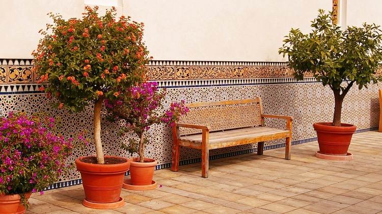 Planters på terrassen, Medelhavet-terrakotta-integritet-träd-kruka