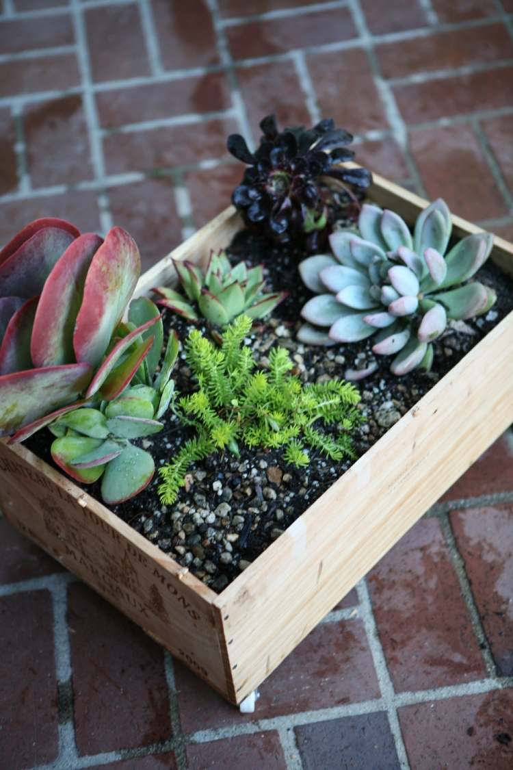 växt-kuber-trä-bygg-själv-upcycling-vinlådor-succulenter-små-golv-kreativ-idé