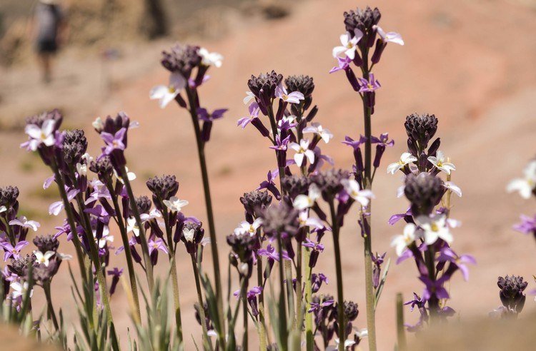 Lavendel för stressavlastande lista över växtbaserade lugnande medel