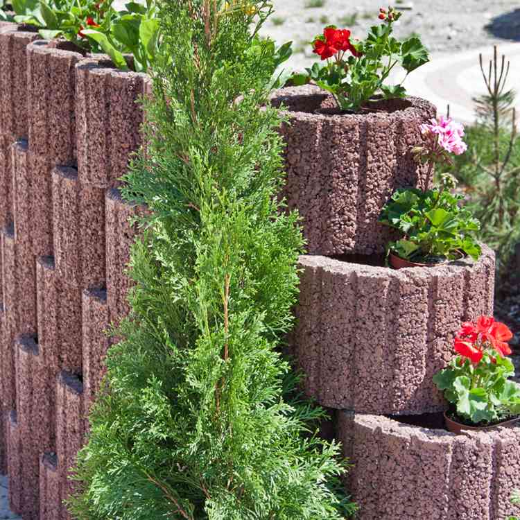 planteringsringar-betong-inställning-trädgårdsarbete-tegel-röda-blommor-prydnadsväxter-pelargoner-cypress