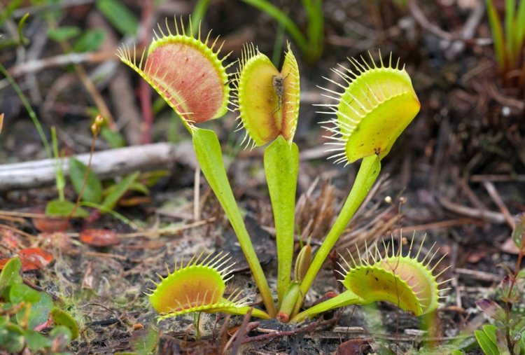 köttätande-växt-venus-flytrap-träsk-plats