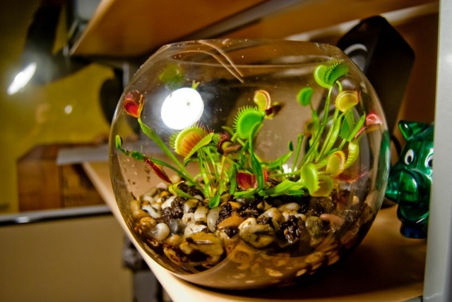 köttätande venus flytrap Dionaea muscipula köttätare