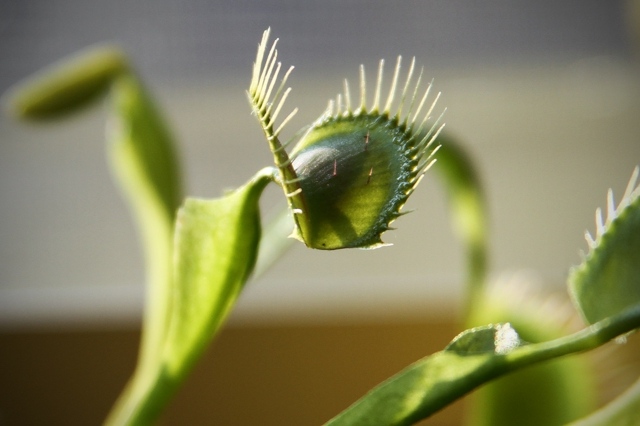 köttätande venus flytrap balkong Dionaea muscipula