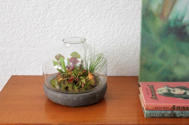 Vårdtips sommarsolälskande Venus flytrap