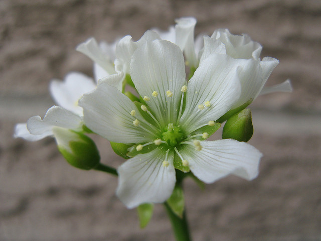 Blommor Venus Flytrap Dionaea muscipula Carnivores Insectors
