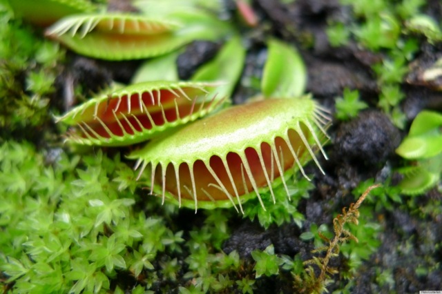 Växter Venus Flytrap Nature USA Florida vanligt