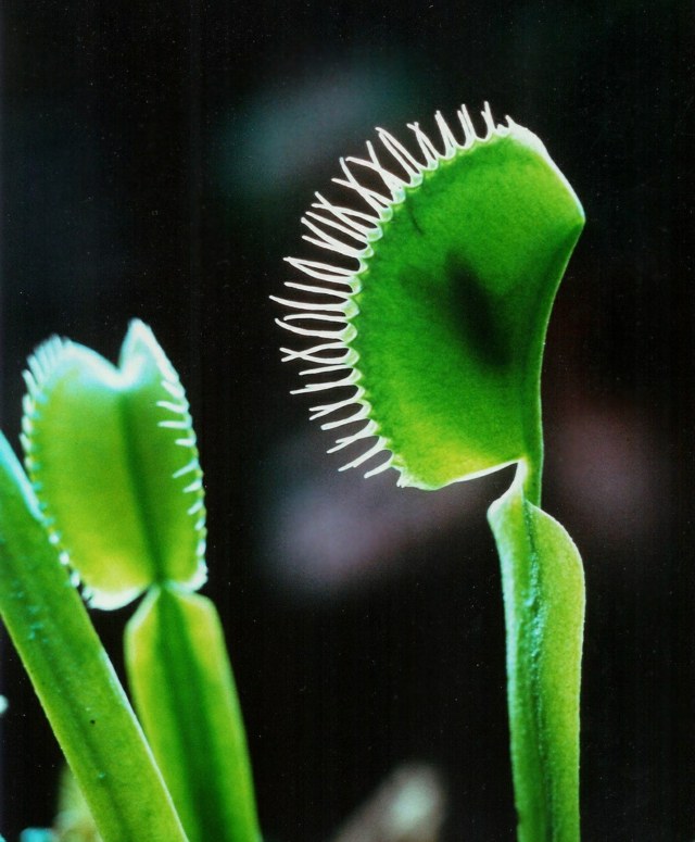Inomhus växter exotiska venus flytrap lämnar grön färg