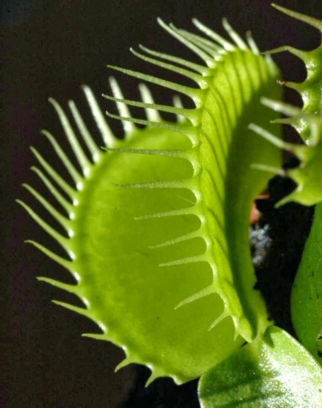 Venus Flytrap lämnar vikfällan hur det fungerar