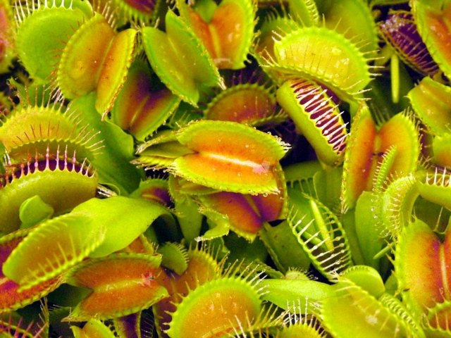 Blommor venus flytrap exotiska gröna blad blomningstid