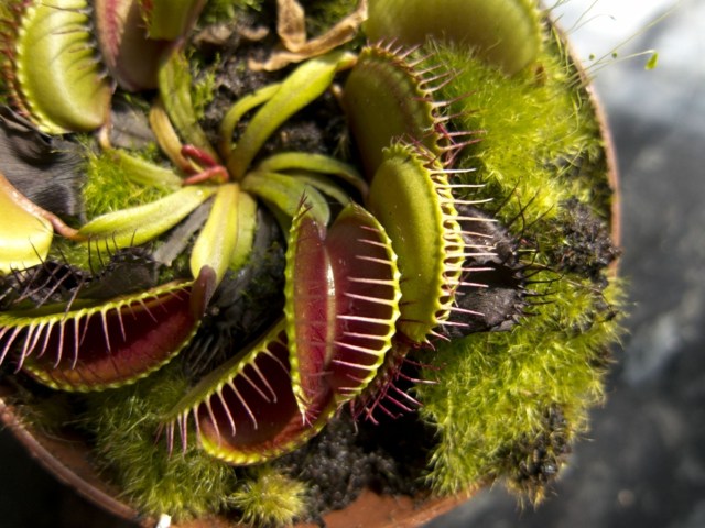kärleksfulla växter venus flytrap moss kruka balkong