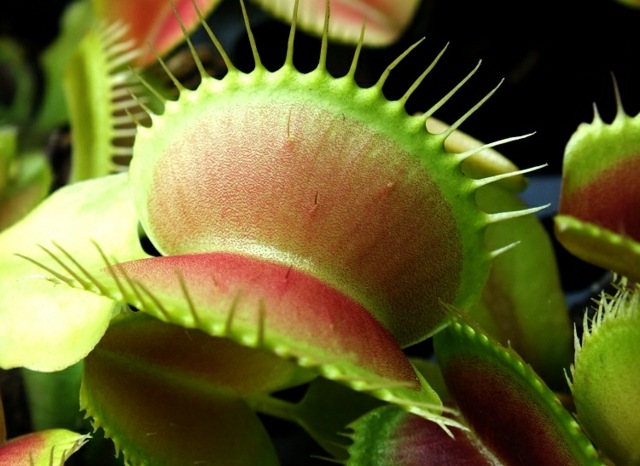 Vårdtips vackra Venus flytrap lämnar grönt rödaktigt